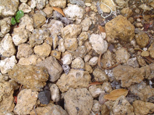 Pumita o Piedra Pomez<br>Foto: Graciela Paula Caldeiro