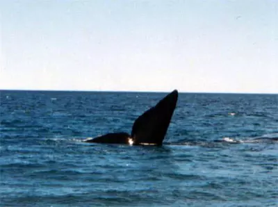 Avistaje de una ballena franca austral en Puerto Pirámide
autor