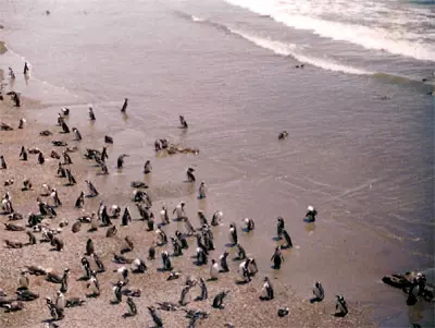 La pingüinera Punta Tombó<br>en el mes de enero