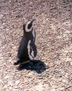 Pingüino de Magallanes en Punta Tombó