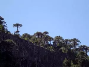 Bosque puro de pehuén