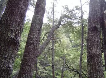 Bosque en el Camino de los Siete Lagos